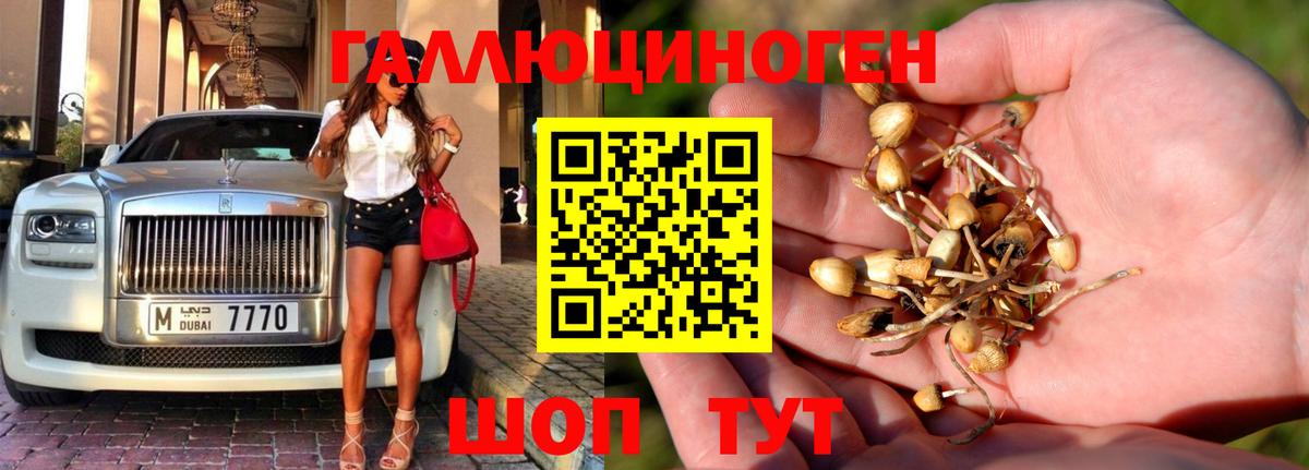 Псилоцибиновые грибы Psilocybine cubensis Ликино-Дулёво